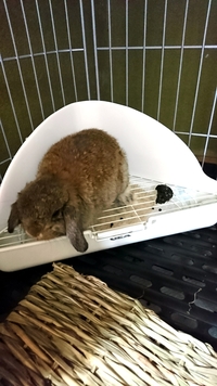 うさぎの食糞について現在ホーランドロップイヤーの２ヶ月のうさぎを飼ってい Yahoo 知恵袋