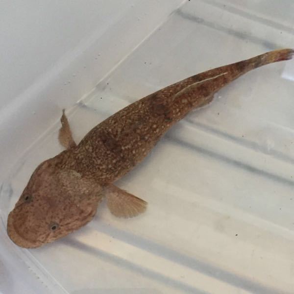 この魚はメゴチですか？ - これはハゼ科のドロメです。コチ科のメゴチ 