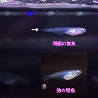 メダカの稚魚が奇形なのかわかりません 親は幹之メダカ普通 Yahoo 知恵袋