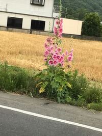 いま 道端に咲いてる花の名前を 教えてください 白い花も Yahoo 知恵袋