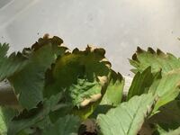 ドラクエのレベルアップ音を擬音で表現すると テレテレッテッテッテー Yahoo 知恵袋