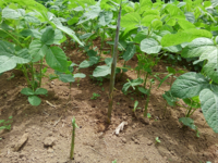 畑に生えてきたこの小さいタケノコみたいなのは何でしょう Yahoo 知恵袋