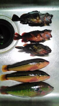 魚の種類に詳しい人教えて下さい カサゴとベラと思いますが 種類 Yahoo 知恵袋