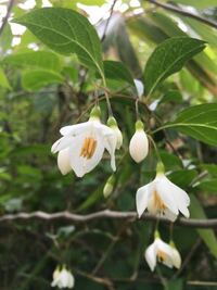 エゴノキの花の匂い エゴノキを庭に植えている方教えてください Yahoo 知恵袋