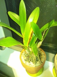 カトレア 蘭について教えてください 花が終わったので植え替えし Yahoo 知恵袋