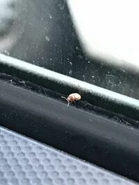助けて下さい この虫は何の虫ですか 車の中にこの画像の虫 Yahoo 知恵袋
