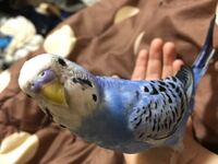 うちのセキセイインコが可愛すぎてやばいです よく友達にキ Yahoo 知恵袋