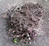 掘り上げたスイセンの球根の根と消毒剤https Detai Yahoo 知恵袋