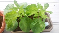 朝顔の摘芯について 教えて下さい 本葉八枚になった頃 芯を止めて Yahoo 知恵袋