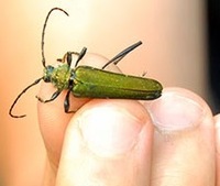 Jozpictsiqda4 いろいろ カミキリムシ 害虫 益虫 3141 カミキリムシ 害虫 益虫