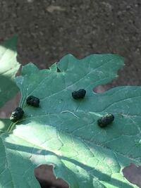 ゴーヤに青虫 対策は 毎年 緑のカーテンとしてゴーヤを育ててい Yahoo 知恵袋