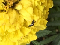 マリーゴールドが 葉っぱがだんご虫が食べてるのかどんどん枯れ Yahoo 知恵袋