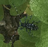 これはカミキリ虫ですか 何か害があるか教えてください 教えて 住まいの先生 Yahoo 不動産