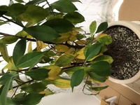 2025年6月中旬～発送【観葉植物】ガジュマル 25cm～35cm(Green