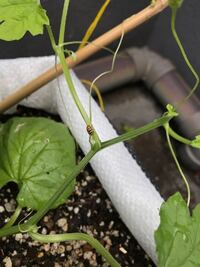 ゴーヤについたこの虫は害虫ですか 虫の名前がおわかりでし Yahoo 知恵袋