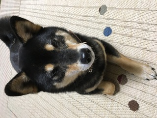 最近うちの柴犬が私が痔になった時だけお尻の匂いをものすごい勢いで嗅いでき Yahoo 知恵袋