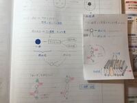 高校1年生 生物基礎 授業でとったノートを 写真のメモに Yahoo 知恵袋
