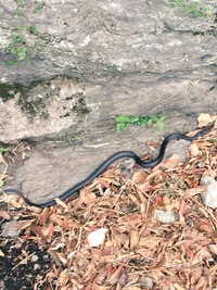 つい最近、道端で見かけた黒ヘビですが、種類がわかりません。

毒はありますか？ 