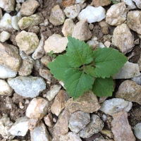 一年草を花壇に植えた場合 お花が終わった後の処分はどうしたらよい Yahoo 知恵袋