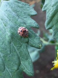 すごく気持ち悪いんですけど テントウムシではないですよね 害虫 Yahoo 知恵袋