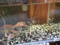 鯉の成魚と稚魚の同じ水槽での飼育について いつもお世話になりま Yahoo 知恵袋