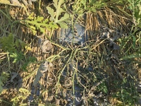 畑のスイカが根元から数日前から少しずつ枯れてきました 初めはネットで調べ Yahoo 知恵袋