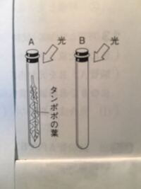 光合成についての実験で 熱湯にして柔らかくした葉を温めたエタ Yahoo 知恵袋