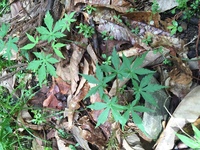 大麻草は独特の甘い香りがするとの事ですが そうした香りを嗅いでしまうと危険です Yahoo 知恵袋