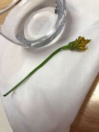 たんぽぽの栽培 子供がたんぽぽを持って帰ってきました 黄色いたんぽ Yahoo 知恵袋