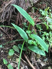 笹の葉のような葉をつけている植物はなんですか ホトトギスに一票 Yahoo 知恵袋