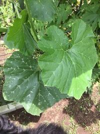 この葉っぱなんの植物だかわかりますか 家庭菜園してたらゴ Yahoo 知恵袋