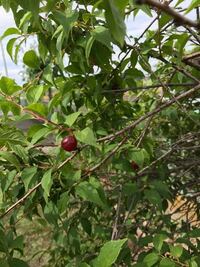 このサクランボみたいな実は食べられますか ニワウメの実に見えます Yahoo 知恵袋