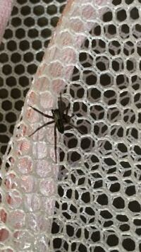 ハイイロゴケグモ 蜘蛛にかまれました この蜘蛛の種類は何か分かりま Yahoo 知恵袋