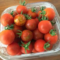 家庭菜園で採れたミニトマトです 中の果肉が透けてまだらに見えるものがいく Yahoo 知恵袋