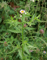 紫苑という花と勿忘草という花は切り花として花屋さんで取り扱われる花で Yahoo 知恵袋