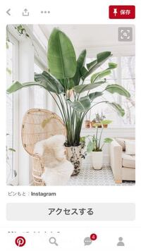 ストレリチアの開花させる方法なのですが 購入した時の様に 一株 Yahoo 知恵袋