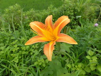 ニッコウキスゲに似てますが 花のつき方や色が変です 田んぼの畦に咲いてま Yahoo 知恵袋