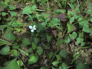 庭に雑草が生えました 紫色や緑色で むしると臭いを発します 白い小さな花 Yahoo 知恵袋
