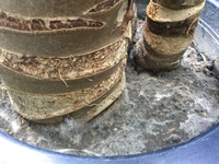 クワズイモの土から白いモヤのような糸のようなものが出てます と言うか出来 Yahoo 知恵袋