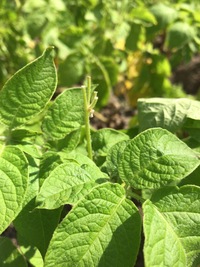 北海道です ジャガイモの花が食べられているようで １つも花が咲かず 一部 Yahoo 知恵袋