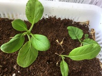 つる紫の花とか実の部分は食べても害はないのでしょうか もちろん食べら Yahoo 知恵袋