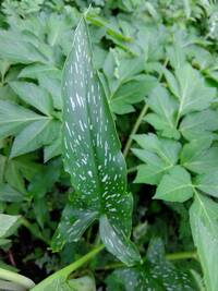 この植物の名前を教えてください 斑点模様のある細長い葉が6月頃からアシタ Yahoo 知恵袋