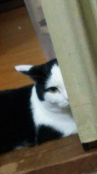 猫ちゃんって飛び蹴りしませんか テレビを見てると背中に飛 Yahoo 知恵袋