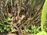 庭の花の根元に白いかたまりカビ 掘り返すと根にもカビのよ Yahoo 知恵袋