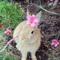 頭に花が咲いているうさぎ といえば 例 ウサハナちゃん Yahoo 知恵袋
