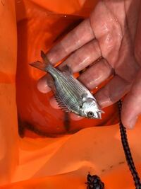 東京湾奥のシーバスを食べられる 東京湾奥の運河で釣ったシーバス 60セン Yahoo 知恵袋