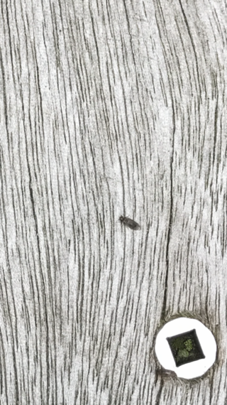 最近 ウッドデッキに写真の虫が沢山います この虫は何ですか 気 Yahoo 知恵袋