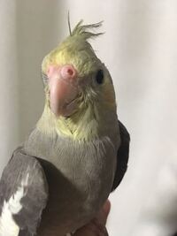 生後２ヶ月のオカメインコの性別http Www Youtub Yahoo 知恵袋