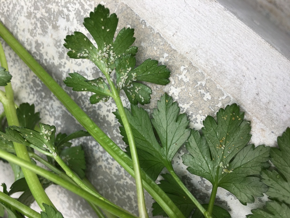 イタリアンパセリを家庭菜園していたところ、葉の裏側や茎の根に近... - Yahoo!知恵袋