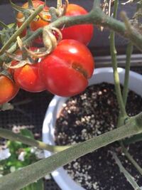 すみません 自分で育てているミニトマトの身を見たら割れていてしかもよく見ると そ 教えて 住まいの先生 Yahoo 不動産